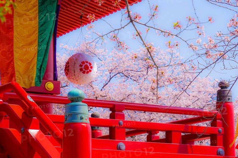 Takamichi mountain of Sakura (Yokohama City, Kanagawa Prefecture). Shooting Location: Yokohama-city kanagawa prefecture