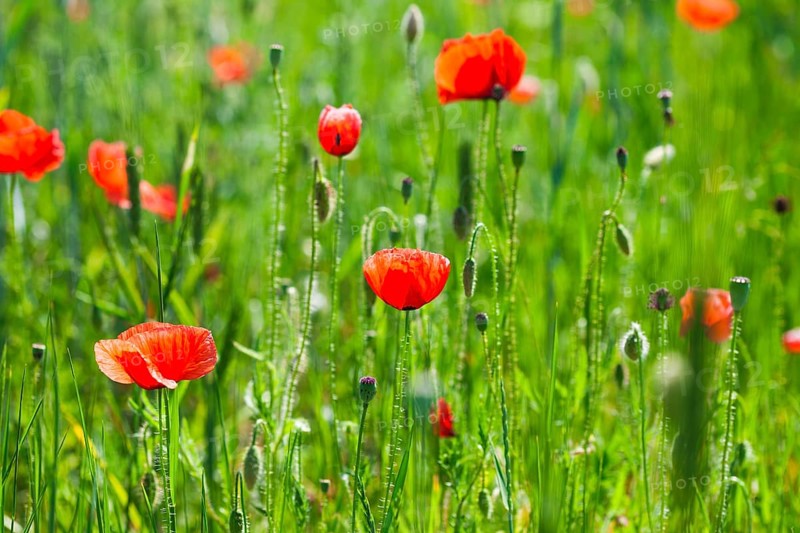 Poppy field with close up flowers, nature background