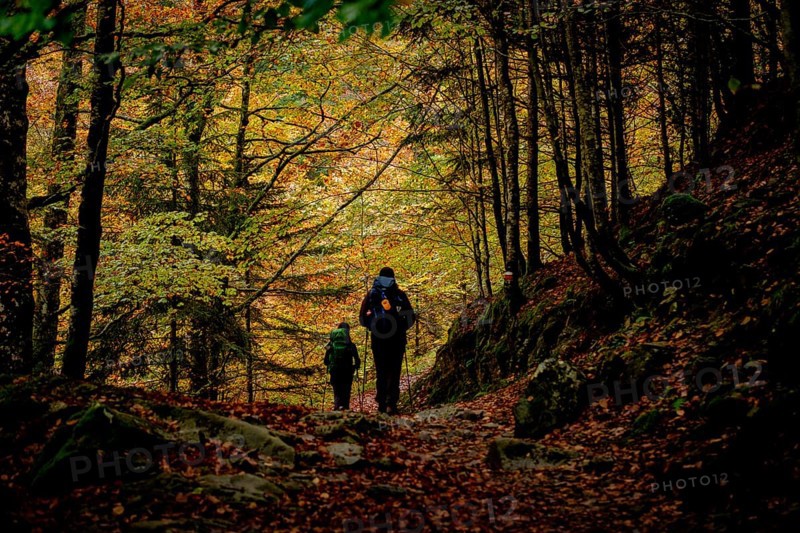 Bosque de Bordes, valle de Valier -Riberot-, Parque Natural Regional de los Pirineos de Ariège, cordillera de los Pirineos, Francia
