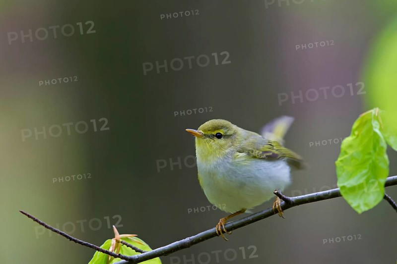 Wood warbler, (Phylloscopus sibilatrix), animals, birds, songbirds, perch, biotope, habitat, foraging, deciduous warbler family, Neustadt an der Weinstrass district, Rhineland-Palatinate, Germany