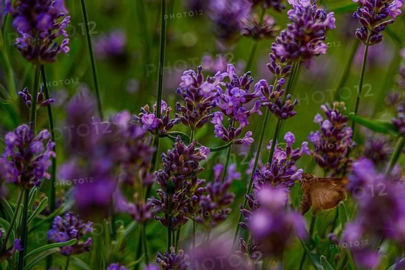 In a flowering garden, a butterfly pollinates lavender flowers during a sunny afternoon in midsummer. The colourful flowers exude a pleasant fragrance
