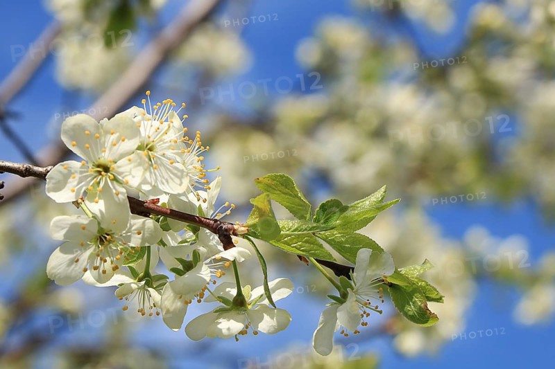 Blooming trees in the spring against the blue sky, a beautiful garden and a good harvest in the summer. The branches of plums in the spring garden
