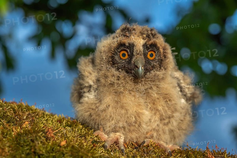 Long-eared Owl chicks perched on a branch in an orchard