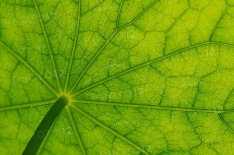 Bottom view of the leaf surface of a nasturtium