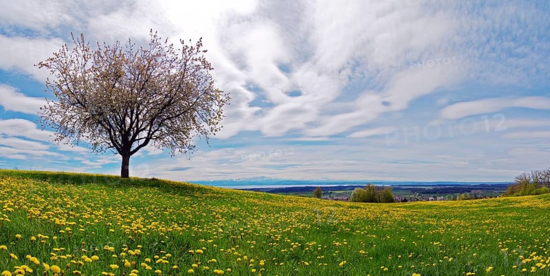 Blossoming apple tree in a spring meadow on Lake Constance during a foehn wind, taken at Gehrenberg near Markdorf