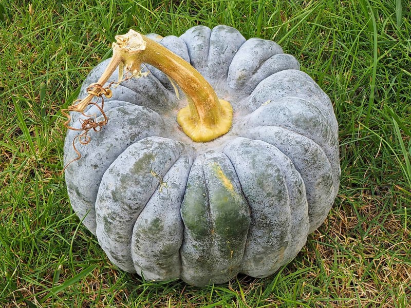 Pumpkin family (Cucurbitaceae), ornamental pumpkin, North Rhine-Westphalia, Germany