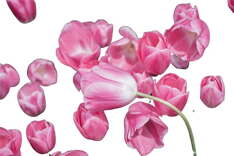 Spring flowers tulips isolated on white background. floral collection