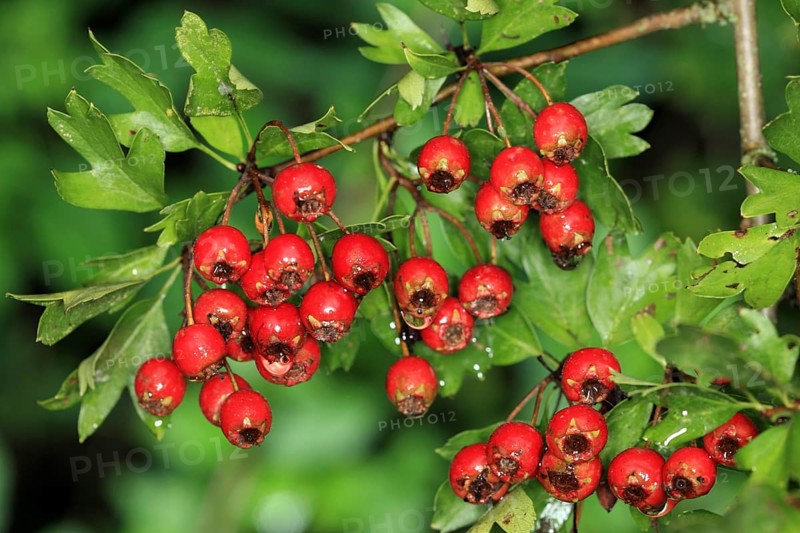 Fruits of Common hawthorn, Fruits of Common hawthorn
