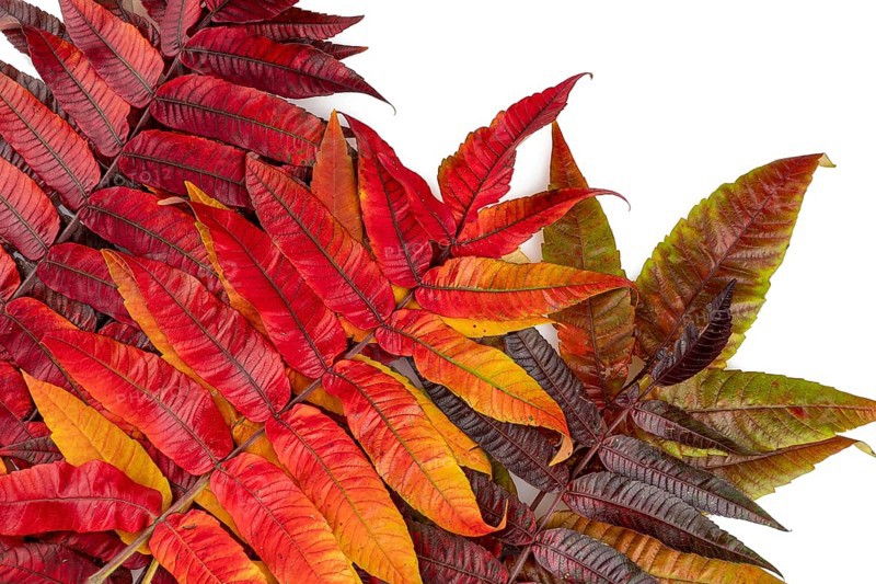 Autumn leaves on white background