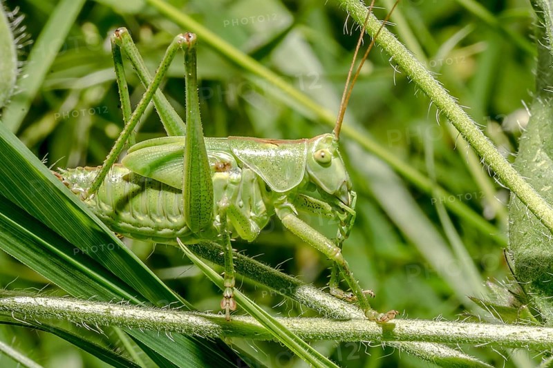 Great green bush cricket