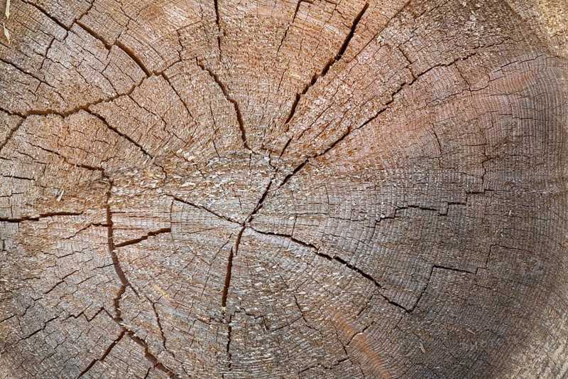 Cross-section of a tree trunk with annual rings