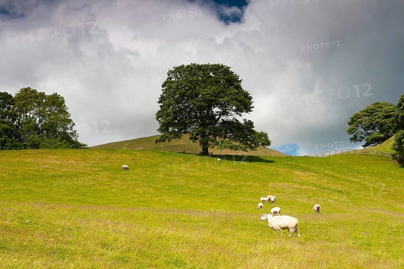 On the pasture in Sedbergh, Yorkshire Dales National Park, Cumbria, England, United Kingdom