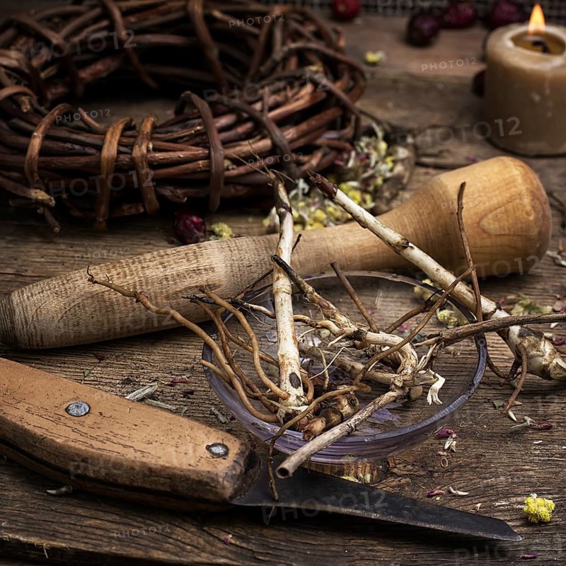 Dried medicinal licorice root herbalist.selective focus