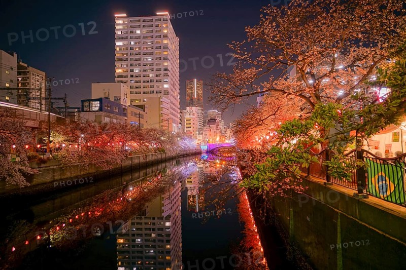 Of going to see cherry blossoms at night Ooka River Purobunado. Shooting Location: Yokohama-city kanagawa prefecture