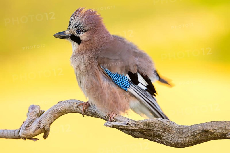 Jay, European Jay, Jay, eurasian jay (Garrulus glandarius), Geai des chênes, Arrendajo Común, Arrendajo, on perch, summer, Ormoz area, Ormoz, Podravska, Slovenia