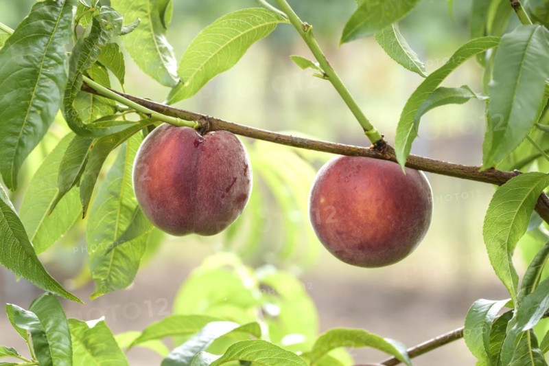 Peach (Prunus persica 'Royal Gem'), Baum- und Rebschule Schreiber KG, Poysdorf, Lower Austria, Austria