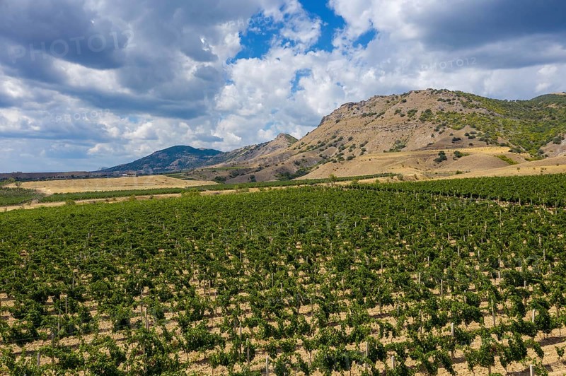 Aerial beautiful view of mountain vineyard in Crimea