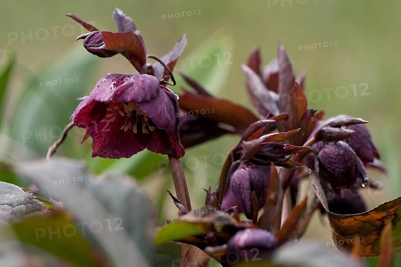 Christmas rose, Helleborus niger, hellebore, snow rose, DEU