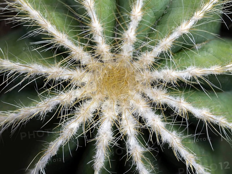 Prickly pear cactus