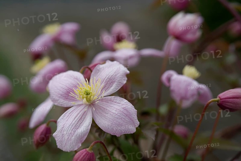 Flowering clematis, clematis, garden, insect pasture, bee pasture, flower, blossom, Schwäbisch Hall, Hohenlohe, Germany