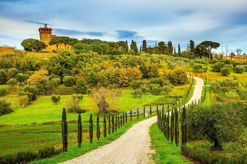 Winding dirt road rises to the farm. Olive trees on green grassy meadows. Rural tourism. Cozy picturesque farms in the hills of Tuscany. The concept of active, rural and photo tourism
