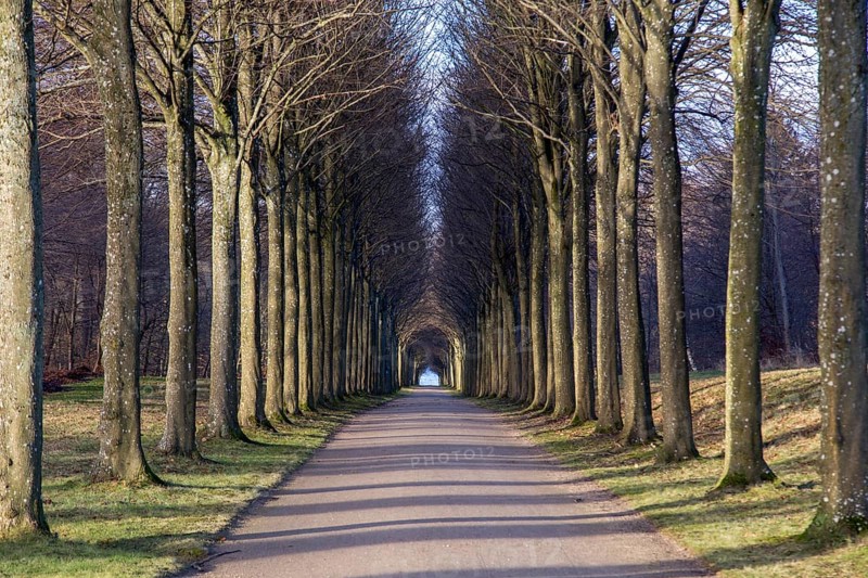 A tree alley in the park at Fredensborg Palace in Denmark