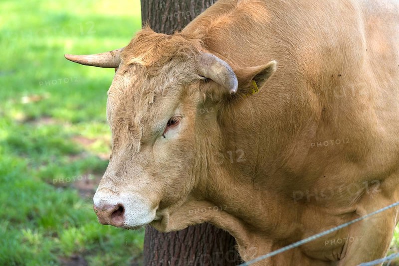 Very muscular limousine bull in a dutch meadow