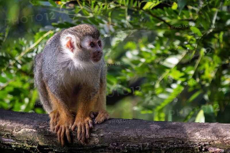 Common squirrel monkey (Saimiri sciureus) on tree in the nature