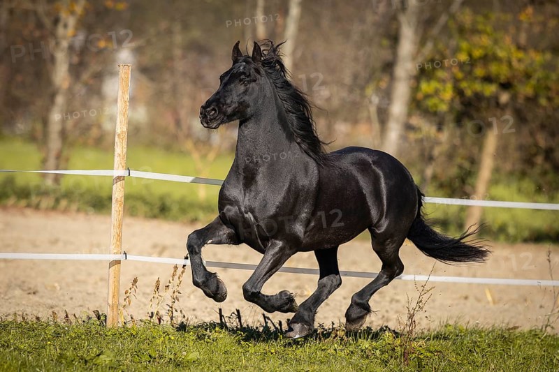 Frisian gelding in the pasture in autumn