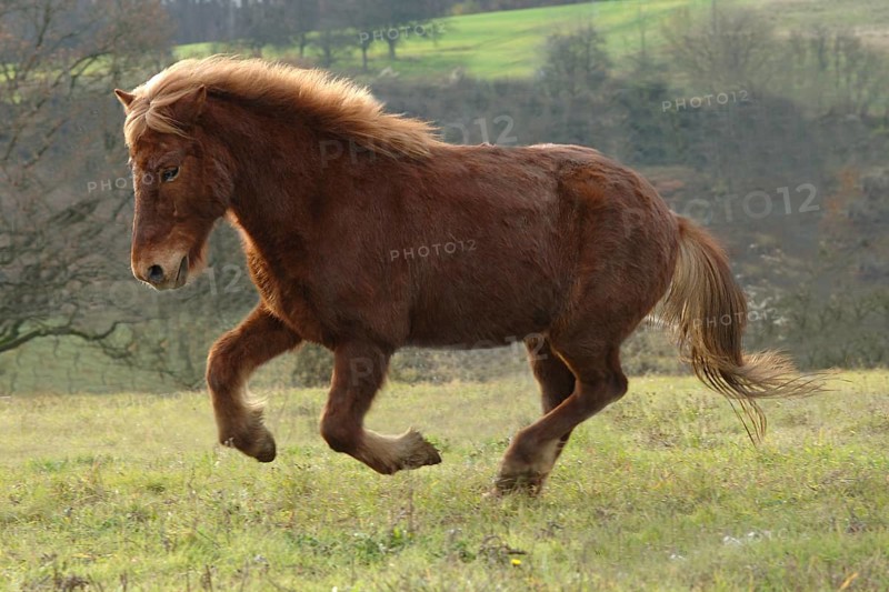 Chestnut coloured Icelander at a gallop