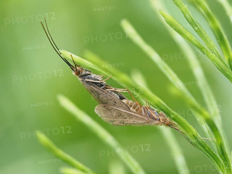 Moth mating, close-up with focus stacking, rats, Styria, Austria