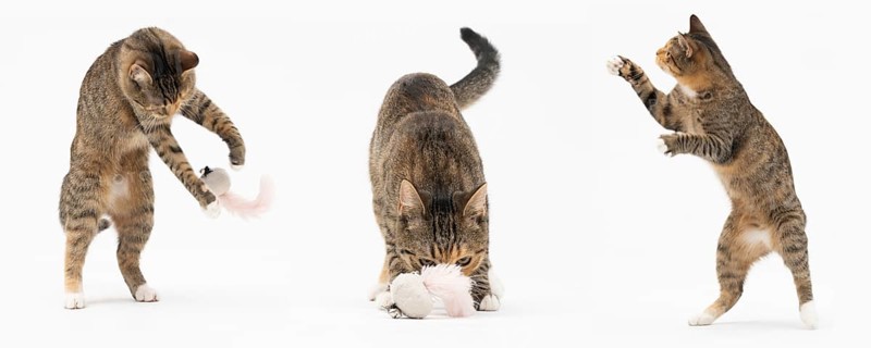 Collection of many different cat behaviors placed on white background. She-cat is a crossbreed of many breeds widespread in Europe. Long tail and erect ears with brown and black color. Panoramic view