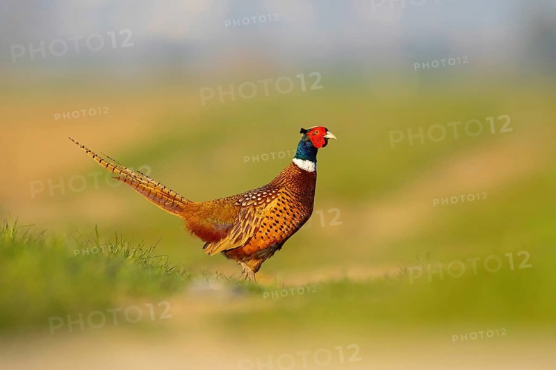 Pheasant (Phasianus colchicus), Faisan de Colchide, Faisan de chasse, Faisán Vulgar, Tiszaalpár, Kiskunsági National Park, Bács-Kiskun, Hungary