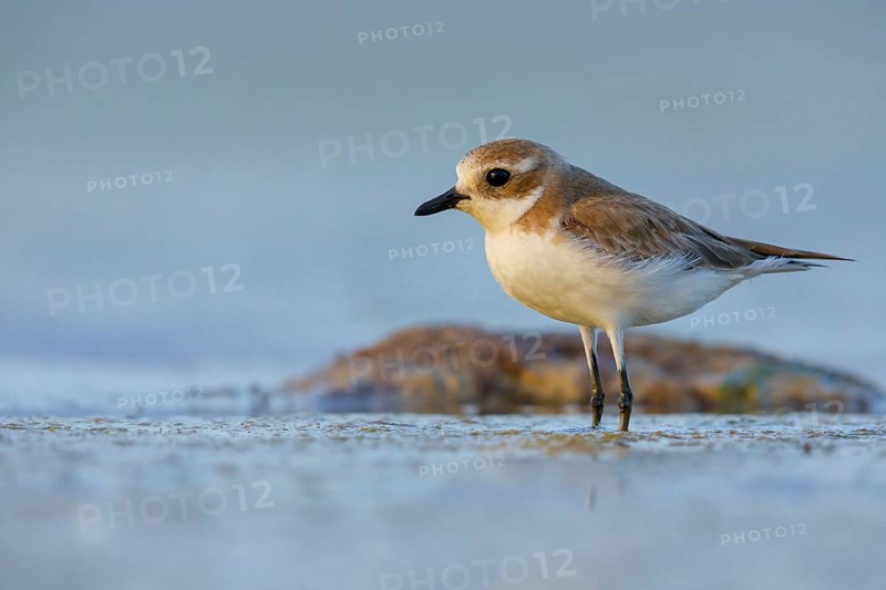 Lesser sand plover (Charadrius mongolus), Gravelot mongol, Chorlitejo Mongol Chico, East Khawr / Khawr Ad Dahariz, Salalah, Dhofar, Oman