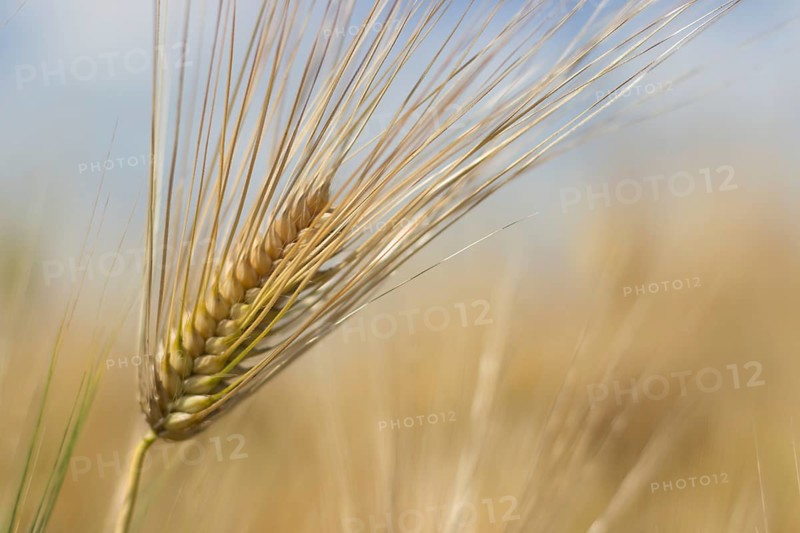 Golden ears of wheat in summer on the field. Wheat Background