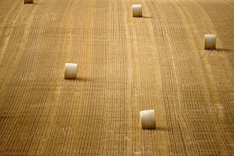 A harvested and mown grain field with rolls of straw