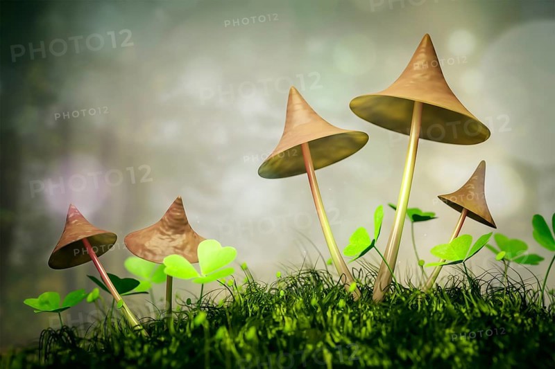 An image of some nice mushrooms in the forest