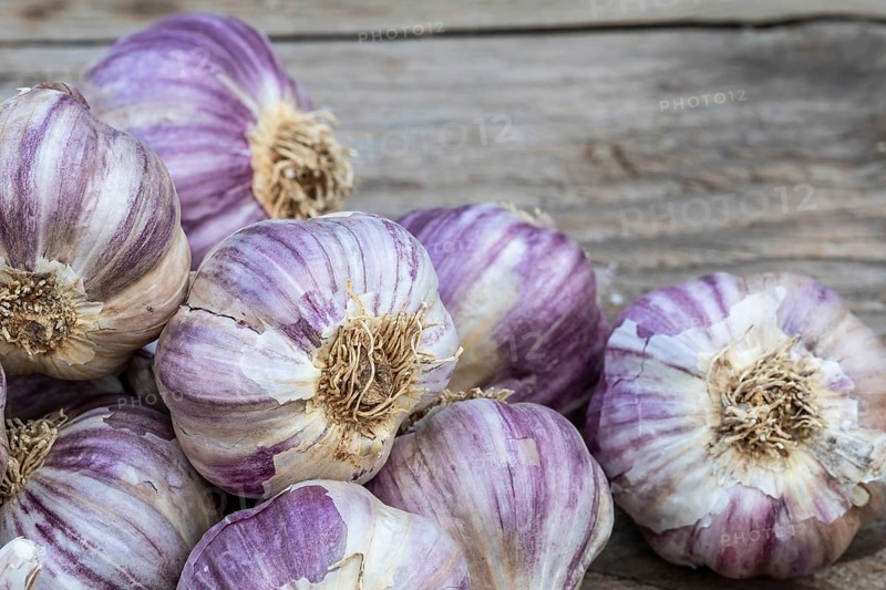 Garlic on wooden vintage background. Seedlings for planting garlic