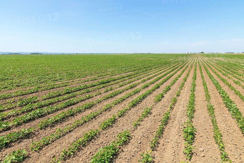 Green ripening soybean field. Rows of green soybeans. Soy plantation