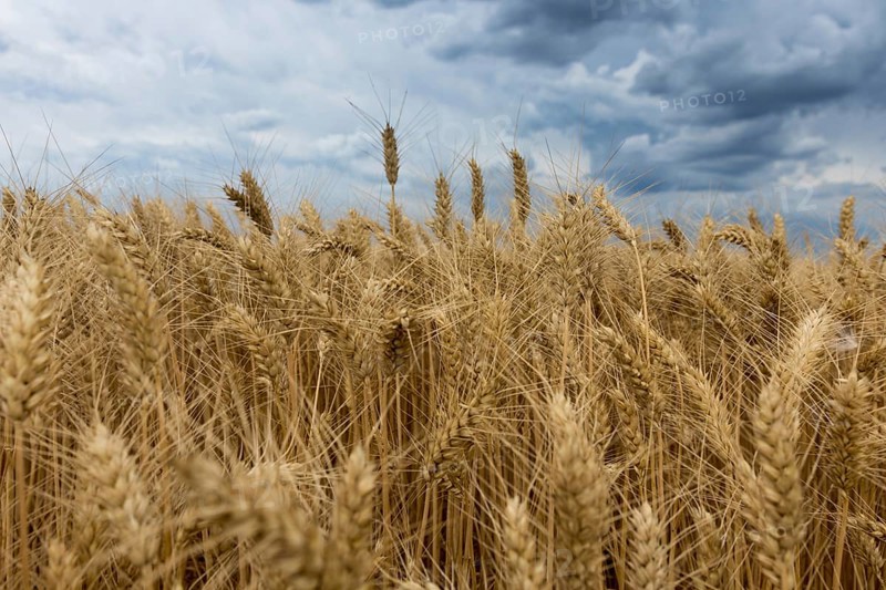 Storm clouds over wheat field