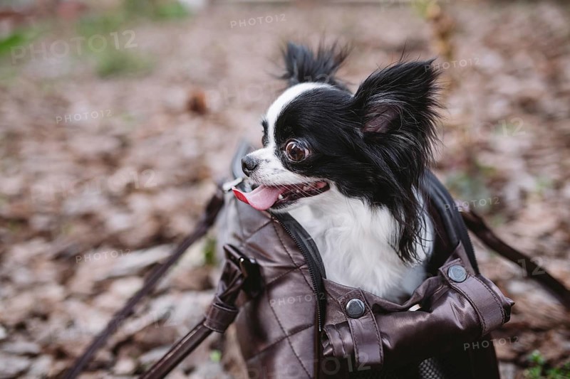 Pet Travel Carrier. Pet Carrier For Small Dog. Dog Carry Bag. Chihuahua and pet carry case. Transporting a dog in a handbag