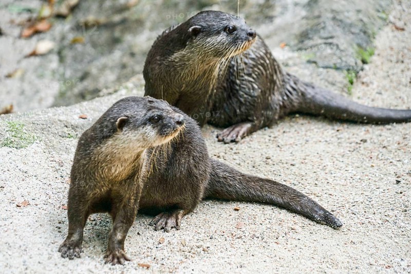 Cute oriental small-clawed otter image of. Shooting Location: Singapore