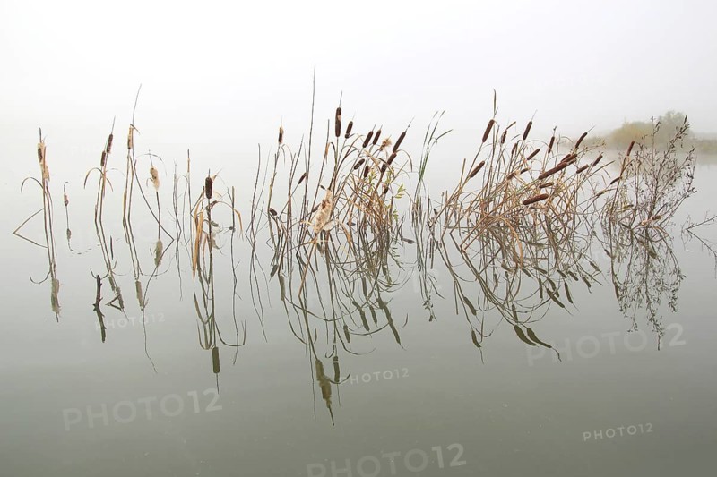 Lake landscape in mist, stems of reeds reflected in water