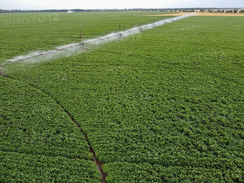 Large round field of soybeans with automatic watering, a system for watering crops