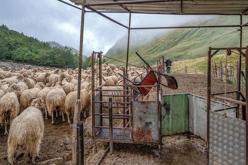 Sheep waiting to be milked during their transhumance at the Vallon de Magnabaigt, Ossau valley, Pyrenees National Park, Bearn, Pyrenees-Atlantiques, Nouvelle-Aquitaine, France