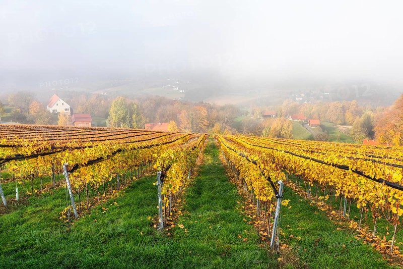 Autumn atmosphere with leaves changing colour, morning mist over vineyard and hilly landscape