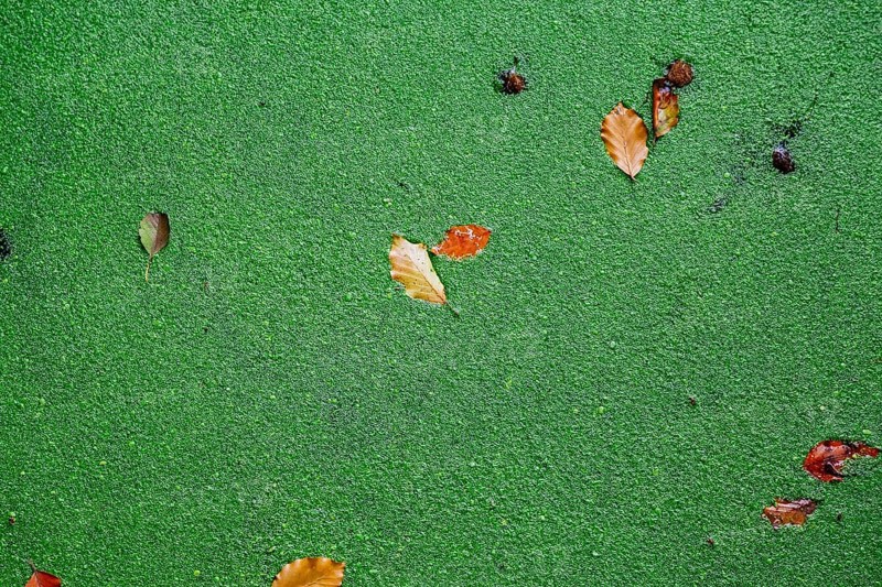 Green duckweed covers small pond with autumn leaves