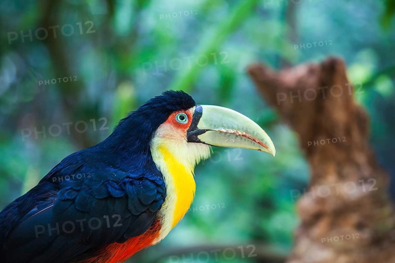 Large bird with bright plumage and huge beak. Toucan in American zoo of exotic tropical birds