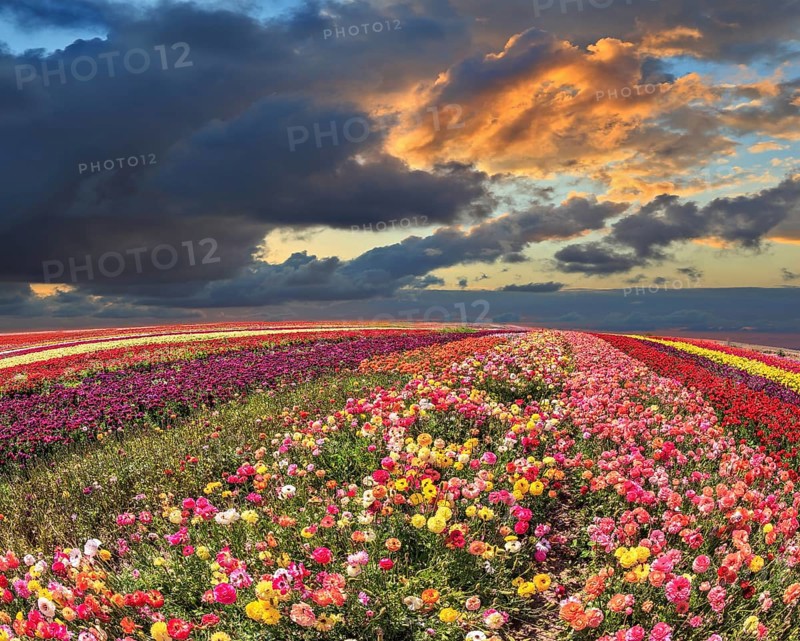 Spring thundercloud closes the sky. Buttercups blooming garden. Farmers field with flowers grown for export sales
