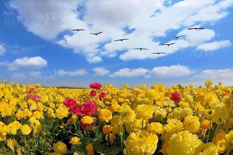 Spring in Israel. Picturesque large field of beautiful yellow buttercups ranunculus